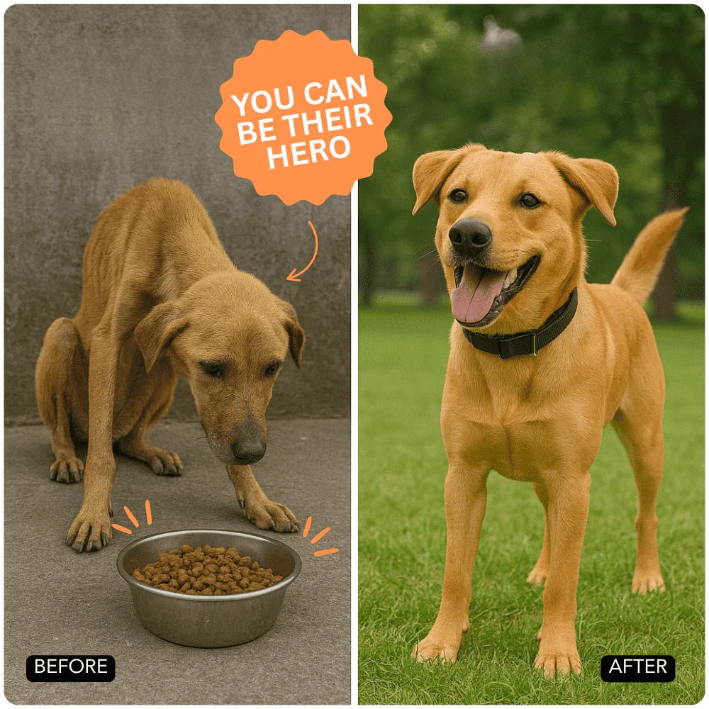Will you help feed 5 shelter dogs every month?