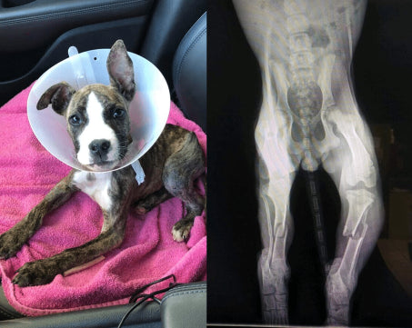 Thanks To You, 2 Broken Back Legs Won’t Stop Ruthie!