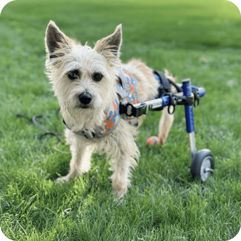 Steps of Hope Project