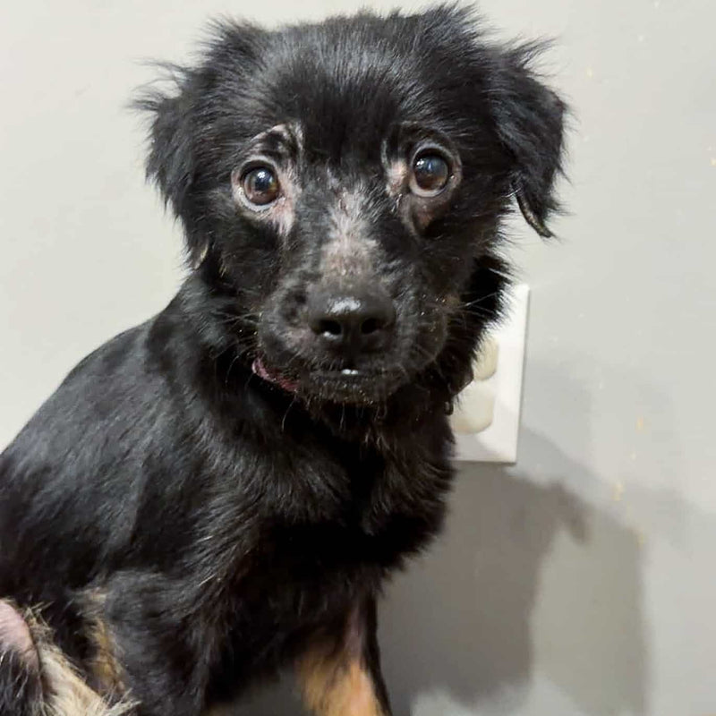 Shelter dog photo